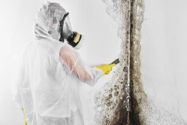 Best Toxic Mold Removal  in Mcarthur, OH