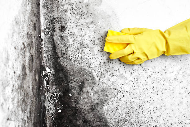 Best Residential Mold Removal  in Mcarthur, OH