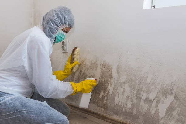 Best Mold Remediation  in Mcarthur, OH