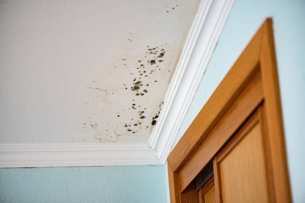 Best Emergency Mold Removal  in Mcarthur, OH