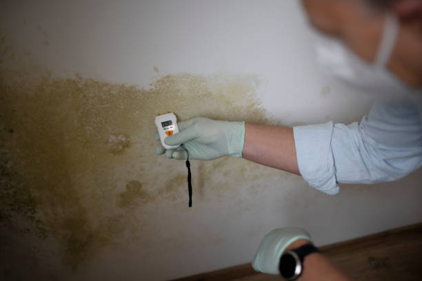 Office Mold Removal Services in Mcarthur, OH