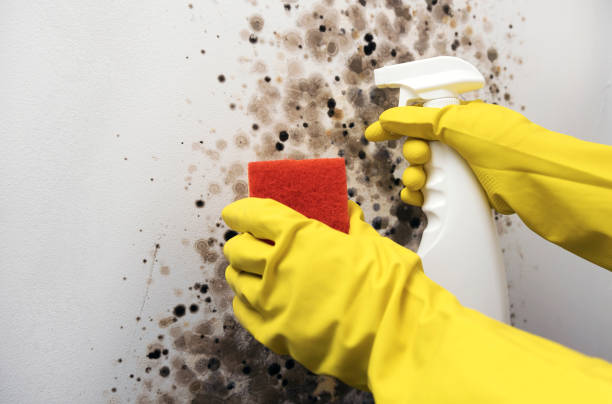 Best Office Mold Removal Services  in Mcarthur, OH