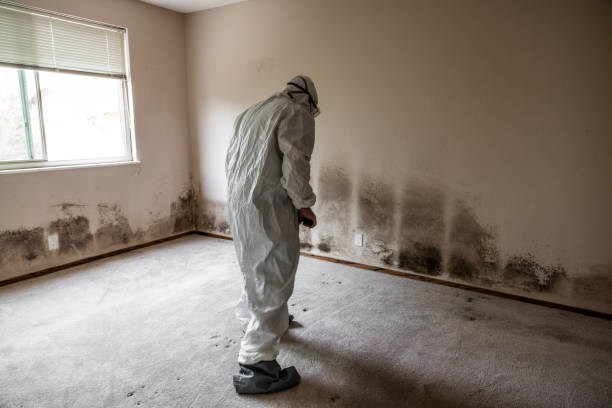 Best Certified Mold Removal  in Mcarthur, OH