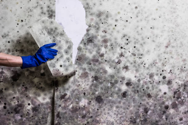 Mold Testing and Removal in Mcarthur, OH